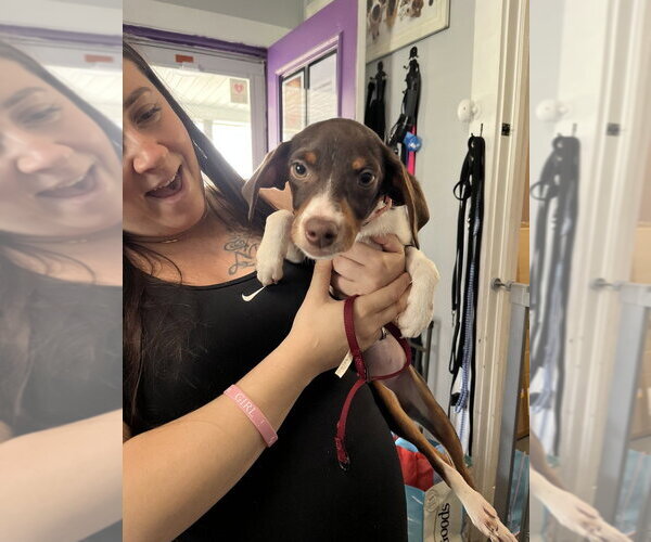 Medium Photo #4 Doxle Puppy For Sale in Mooresville, NC, USA