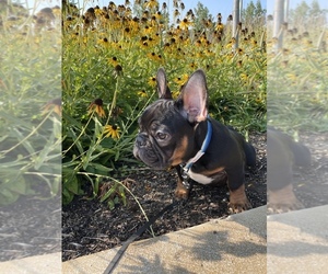 French Bulldog Puppy for sale in BLOOMINGDALE, IL, USA