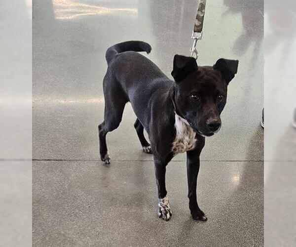 Medium Photo #1 Mutt Puppy For Sale in San Martin, CA, USA