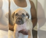 Puppy Coral Cane Corso