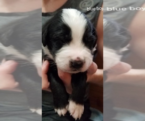 View Ad: Bernese Mountain Dog-Old English Sheepdog Mix Litter of Puppies for Sale near Missouri