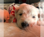 Small Photo #19 German Shepherd Dog Puppy For Sale in WASHINGTON, NJ, USA