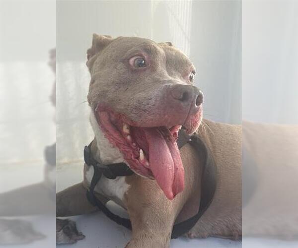 Medium Photo #1 Mutt Puppy For Sale in Houston, TX, USA