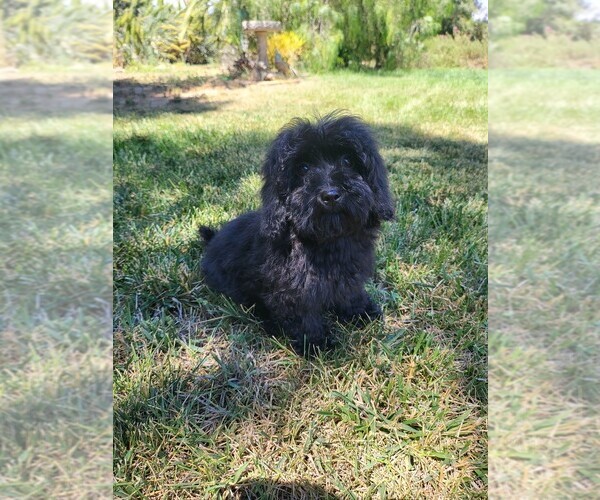 Medium Photo #4 Maltipoo Puppy For Sale in TEMECULA, CA, USA