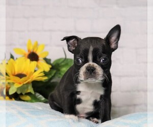 Boston Terrier Puppy for sale in FREDERICKSBG, OH, USA