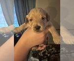 Small #30 Cock-A-Poo-Maltipoo Mix