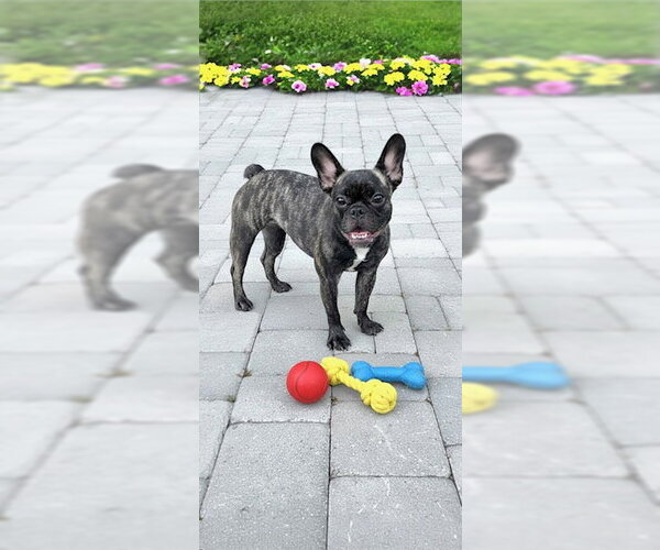 Medium Photo #8 French Bulldog Puppy For Sale in Weston, FL, USA