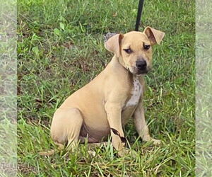 American Pit Bull Terrier-Unknown Mix Dogs for adoption in Wetumpka, AL, USA