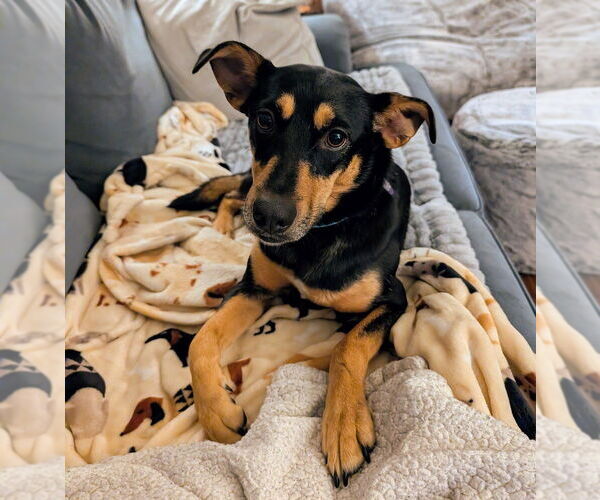 Medium Photo #1 Mutt Puppy For Sale in Springdale, PA, USA