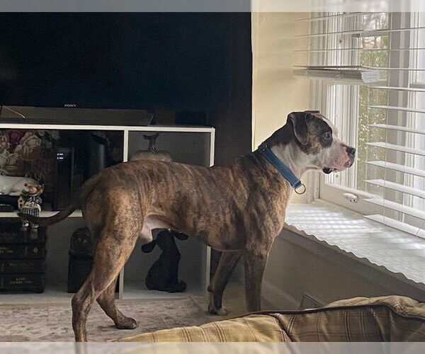 Medium Photo #5 American Pit Bull Terrier-Unknown Mix Puppy For Sale in Lockport, NY, USA