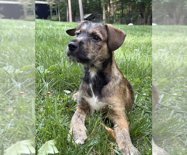 Medium Photo #5 Boxer-Unknown Mix Puppy For Sale in Mooresville, NC, USA