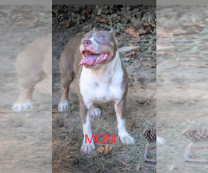Mother of the American Bully puppies born on 06/12/2025