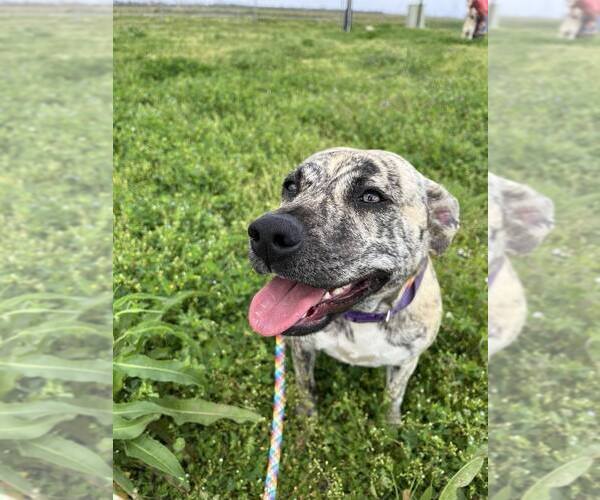 Medium Photo #4 Mutt Puppy For Sale in Abbeville, LA, USA