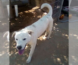 Harry Pawter of the Hogwarts family - Male Mutt Dog for Adoption - Photo #6