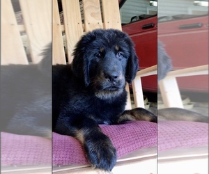 Tibetan Mastiff Puppy for sale in LANCASTER, SC, USA