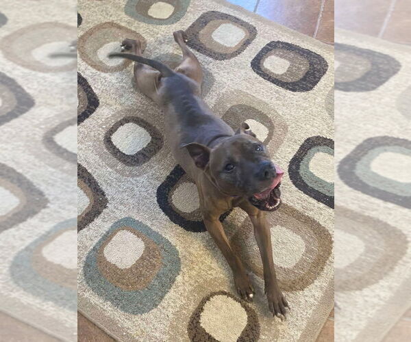 Medium Photo #3 American Pit Bull Terrier-German Shepherd Dog Mix Puppy For Sale in Osgood, IN, USA