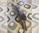 Small #2 American Pit Bull Terrier-German Shepherd Dog Mix
