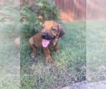 Puppy Ash RED Rhodesian Ridgeback