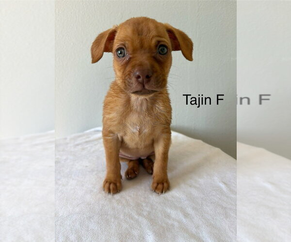 Medium Photo #1 Chihuahua-Unknown Mix Puppy For Sale in Studio City, CA, USA