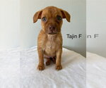 Tajin #9517 - Female Chihuahua-Unknown Mix Dog for Adoption - Small photo