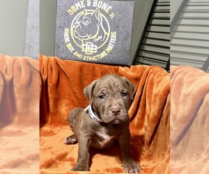 Medium American Bully