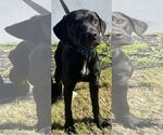 Small #2 Labrador Retriever Mix