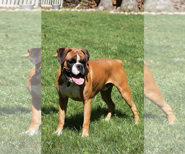 Medium Photo #1 Boxer Puppy For Sale in NARVON, PA, USA