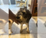 Small #2 Poodle (Miniature) Mix