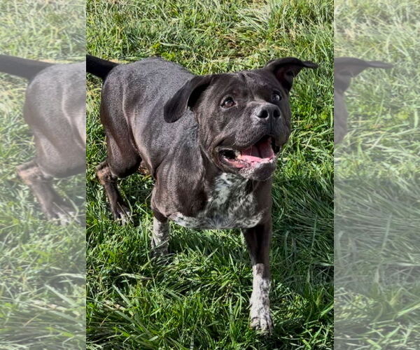 Medium Photo #3 American Pit Bull Terrier-Unknown Mix Puppy For Sale in Sistersville, WV, USA