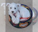 Puppy Valentine Schnauzer (Miniature)