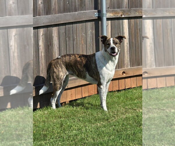 Medium Photo #7 Boxer-Unknown Mix Puppy For Sale in OKLAHOMA CITY, OK, USA
