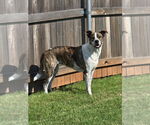 Small #6 Boxer Mix