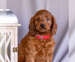 Irish Setter-Poodle (Miniature) Mix Puppy for sale in NEWMANSTOWN, PA, USA