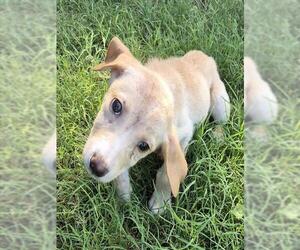Labrador Retriever Dogs for adoption in San Antonio, TX, USA