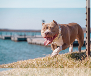 Mother of the American Bully puppies born on 03/15/2023