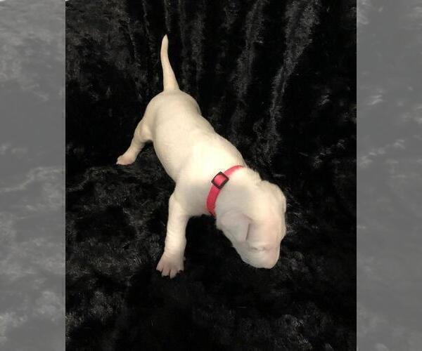 Medium Photo #1 Bull Terrier Puppy For Sale in POMPANO BEACH, FL, USA