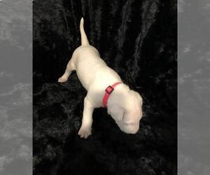 Bull Terrier Puppy for sale in POMPANO BEACH, FL, USA