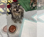 Small #2 Shih Tzu Mix