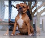 Puppy 2 Beagle-English Bulldog Mix