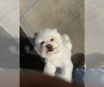Small #2 Havanese