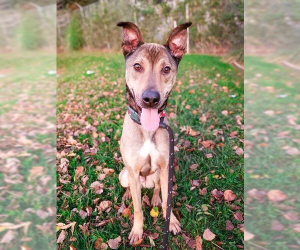 Medium Photo #1 Doberman Pinscher-Plott Hound Mix Puppy For Sale in Sacramento, CA, USA