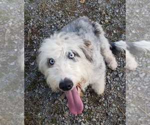 Mother of the Aussiedoodle puppies born on 06/04/2021