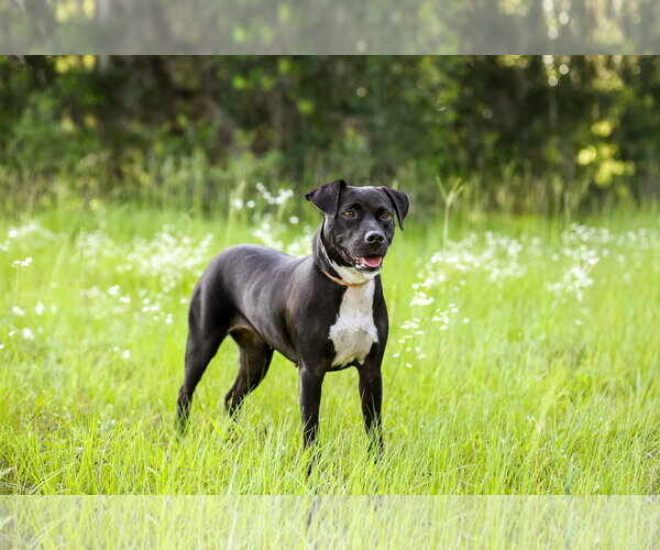 Medium Photo #8 Mutt Puppy For Sale in  Gainesville, FL, USA