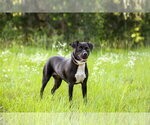 Small #7 Mutt