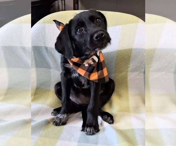 Medium Photo #2 Labrador Retriever-Unknown Mix Puppy For Sale in SHERBURNE, NY, USA