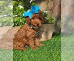 Small #4 Goldendoodle-Poodle (Toy) Mix