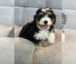 Small Photo #2 Miniature Bernedoodle Puppy For Sale in ARCADIA, CA, USA