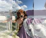 Small #2 Dachshund