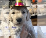 Puppy Stan Goldendoodle