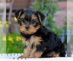 Kayla - Female Yorkshire Terrier Puppy for Sale - Photo #3